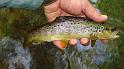 5-30 fish11